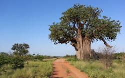 mopane5